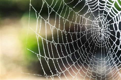 what color is spider silk